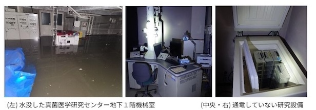 lab