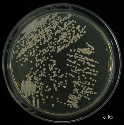 candidiasis