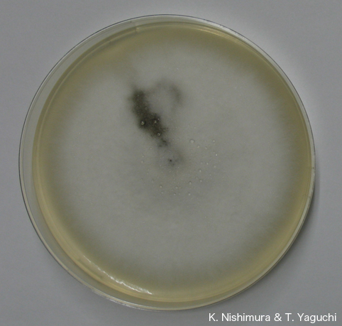 Scedosporium Apiospermum