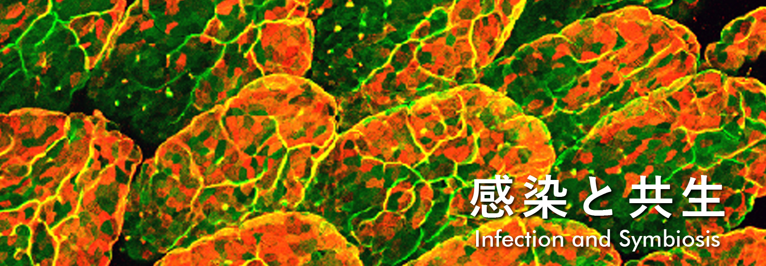 感染と共生 Infection and Symbiosis