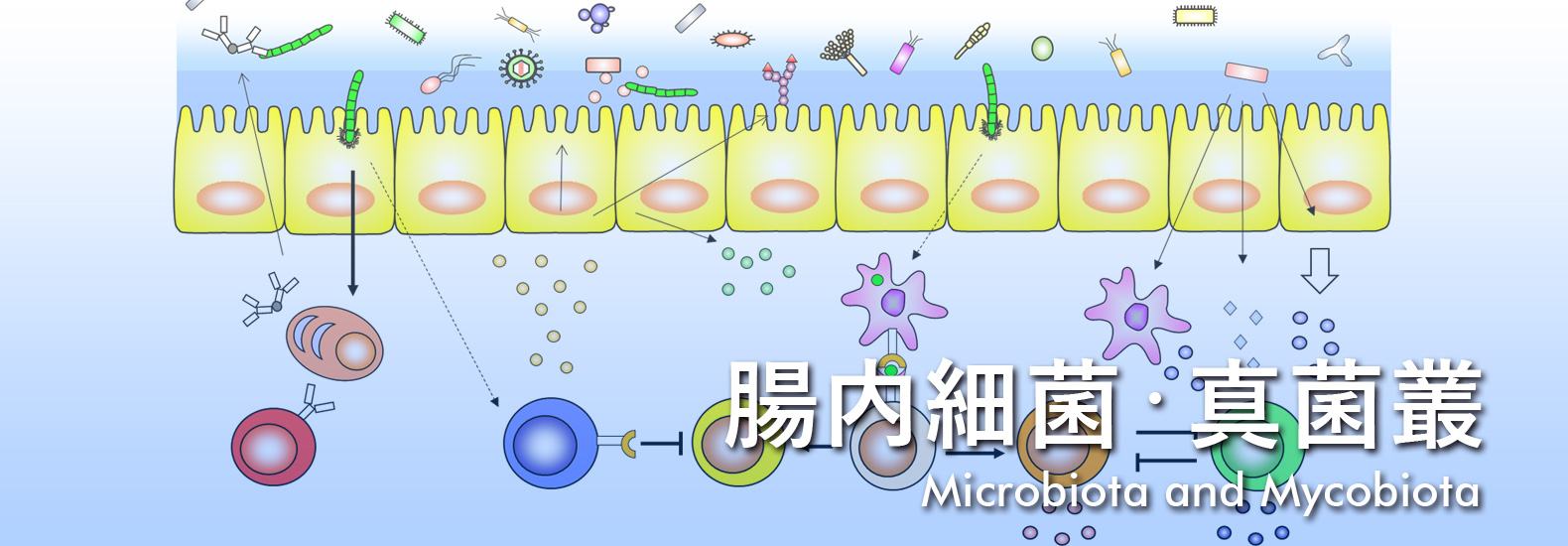 腸内細菌・真菌叢 Microbiota and Mycobiota