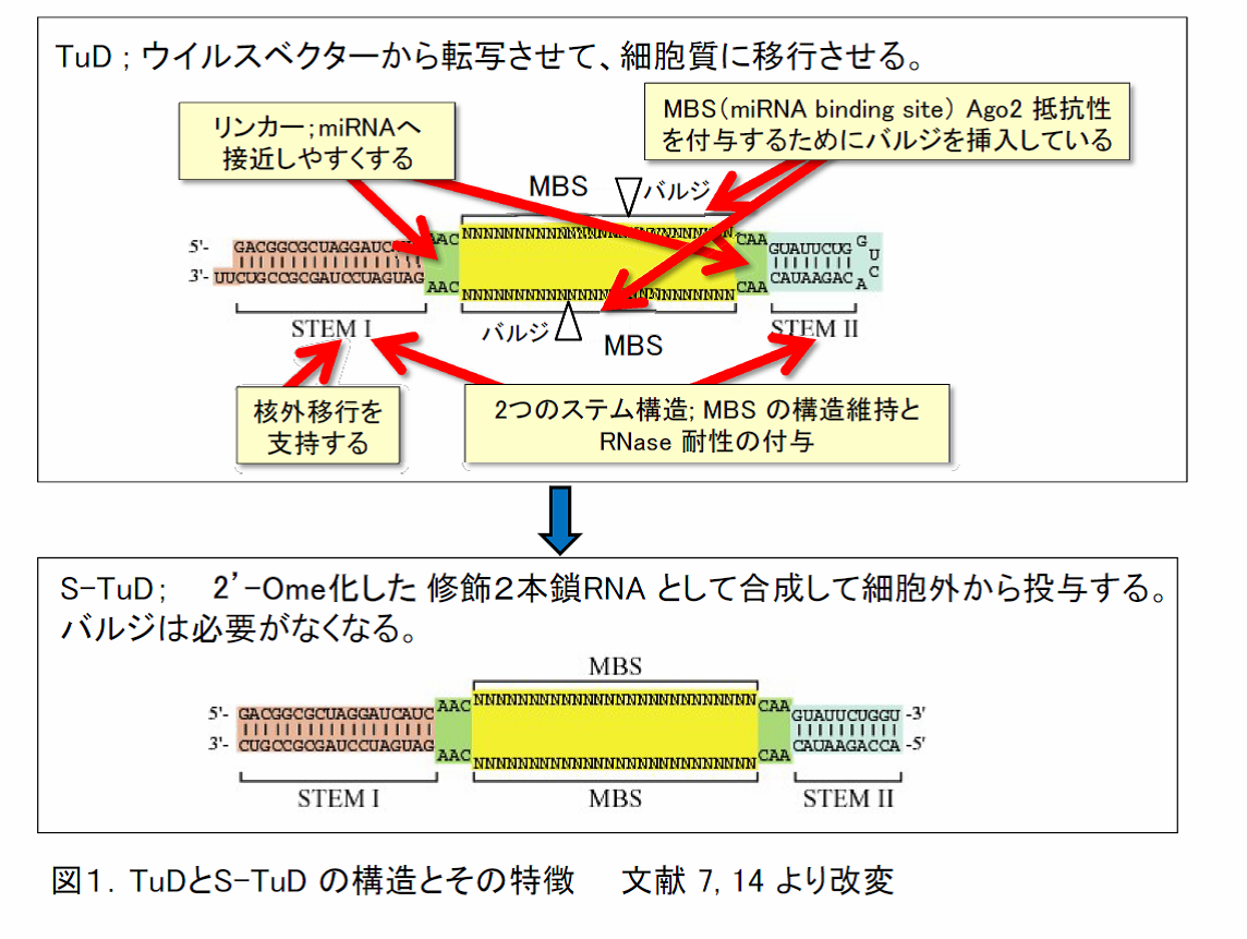 lab